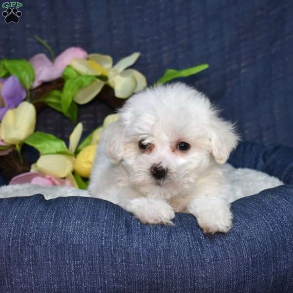 Cottontail (Tiny), Bichon Frise Puppy